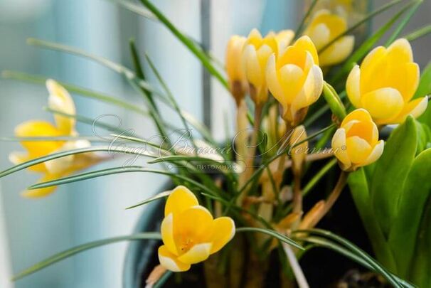 Крокус Романс (Crocus Romance) — фото 7