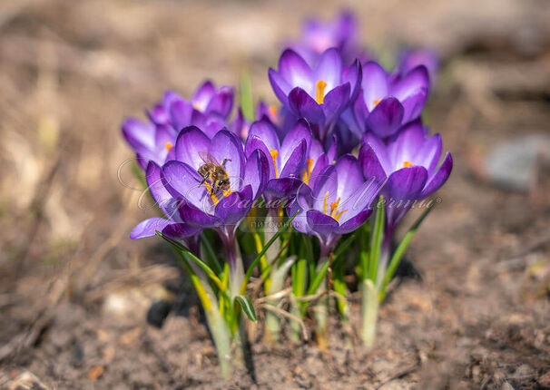 Крокус Руби Джайант (Crocus Ruby Giant) — фото 2