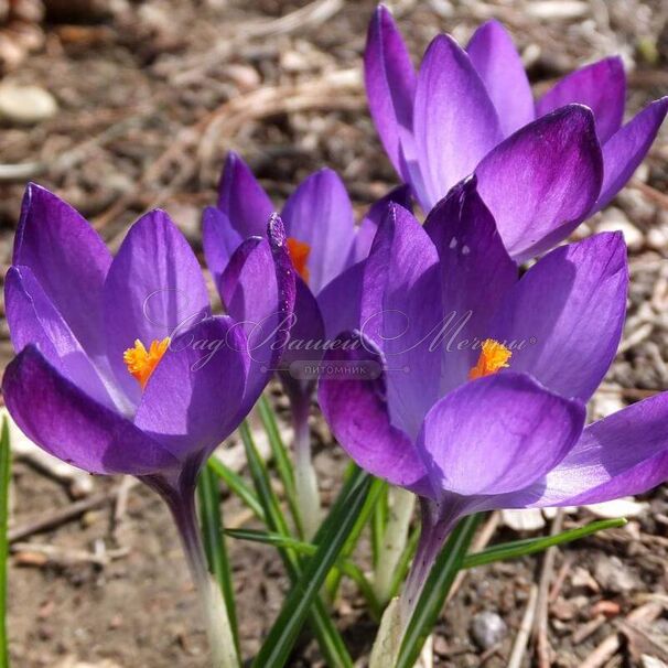 Крокус Руби Джайант (Crocus Ruby Giant) — фото 3