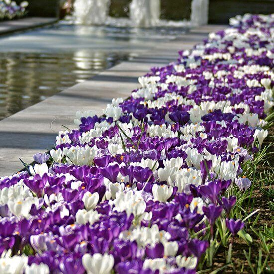 Крокус Сине-белый (Crocus Blue-White) — фото 2