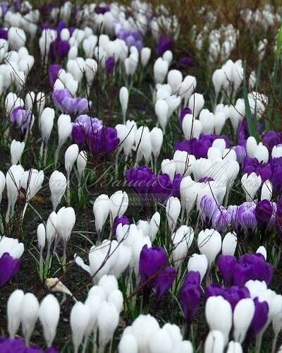 Крокус Сине-белый микс (Crocus Blue-White Mix) — фото 2