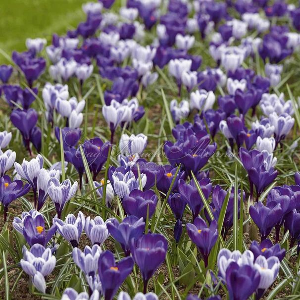 Крокус Сине-белый микс (Crocus Blue-White Mix) — фото 3