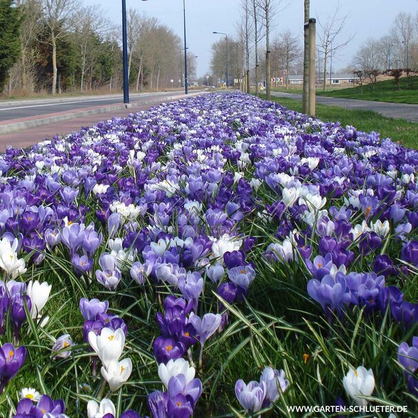 Крокус Сине-белый микс (Crocus Blue-White Mix) — фото 4