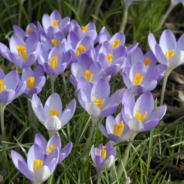 Крокус томазини Барс Парпл (Crocus tommasinianus Barr's Purple) — фото 2