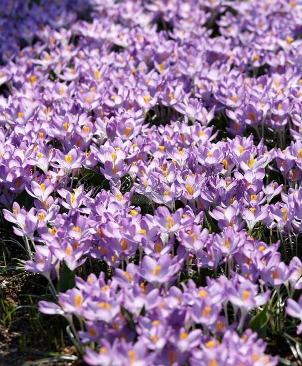 Крокус томазини Барс Парпл (Crocus tommasinianus Barr's Purple) — фото 3