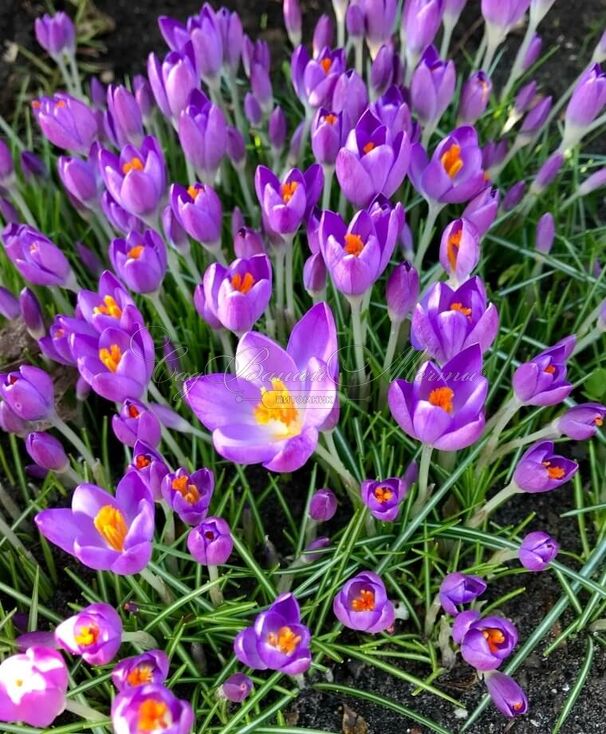 Крокус томазини Барс Парпл (Crocus tommasinianus Barr's Purple) — фото 4