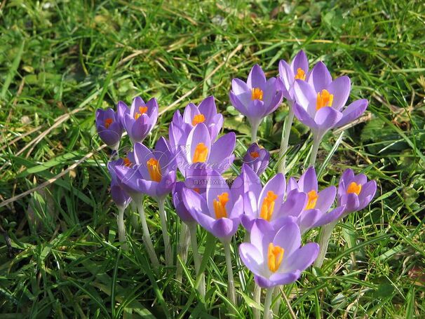 Крокус томазини Барс Парпл (Crocus tommasinianus Barr's Purple) — фото 6