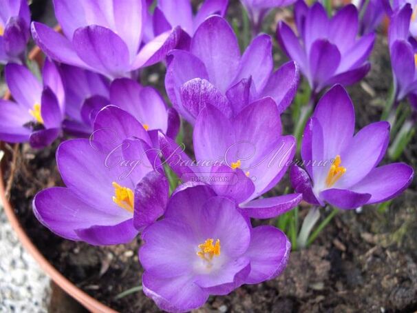 Крокус томазини Вайтвелл Пёрпл (Crocus tommasinianus Whitewell Purple) — фото 2