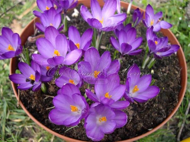 Крокус томазини Вайтвелл Пёрпл (Crocus tommasinianus Whitewell Purple) — фото 3