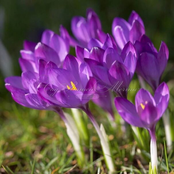 Крокус томазини Руби Джайант (Crocus tommasinianus Ruby Giant) — фото 2