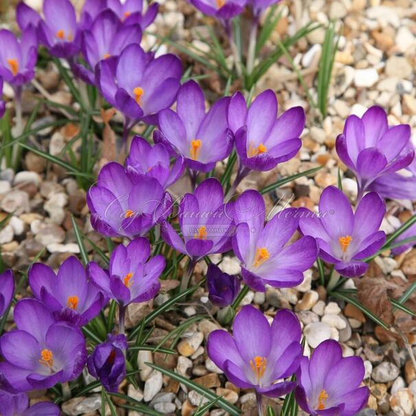 Крокус томазини Руби Джайант (Crocus tommasinianus Ruby Giant) — фото 3