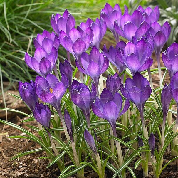 Крокус томазини Руби Джайант (Crocus tommasinianus Ruby Giant) — фото 4