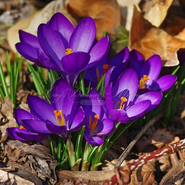 Крокус томазини Руби Джайант (Crocus tommasinianus Ruby Giant) — фото 5