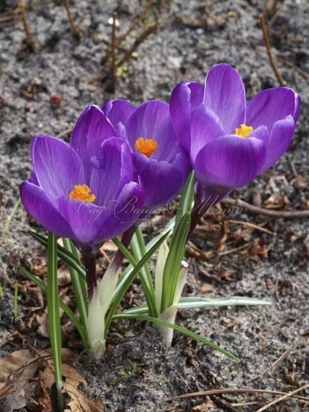 Крокус Флауэр Рекорд (Crocus Flower Record) — фото 2