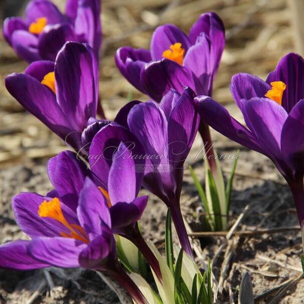 Крокус Флауэр Рекорд (Crocus Flower Record) — фото 3