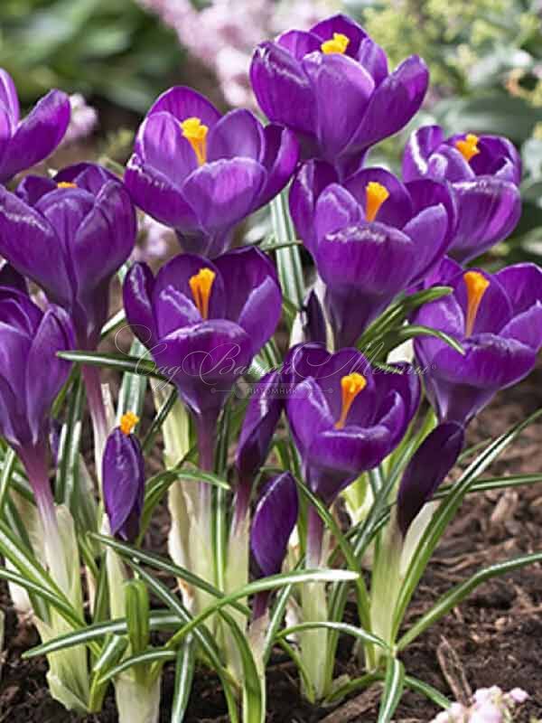 Крокус Флауэр Рекорд (Crocus Flower Record) — фото 4