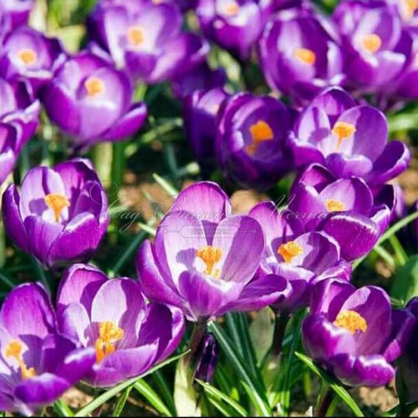 Крокус Флауэр Рекорд (Crocus Flower Record) — фото 5