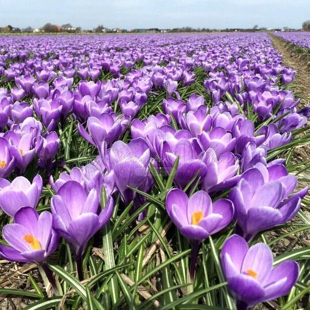 Крокус Флауэр Рекорд (Crocus Flower Record) — фото 8