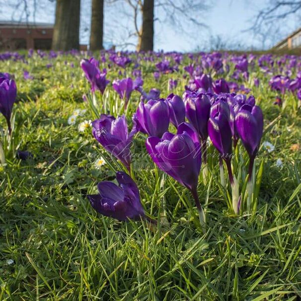 Крокус Флауэр Рекорд (Crocus Flower Record) — фото 10