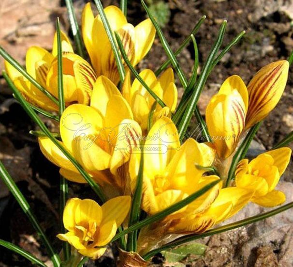 Крокус Фускотинктус (Crocus Fuscotinctus) — фото 3