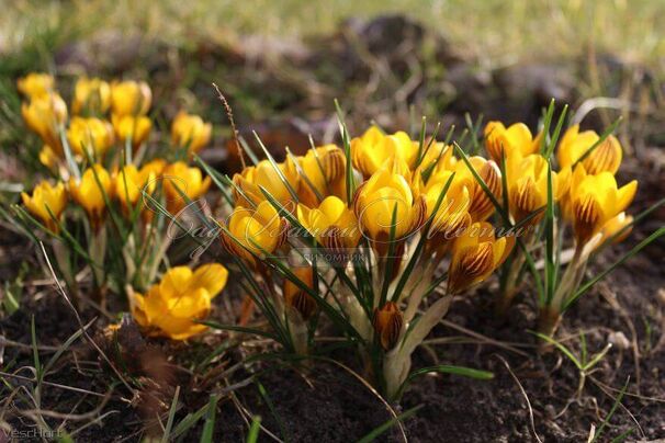 Крокус Фускотинктус (Crocus Fuscotinctus) — фото 4