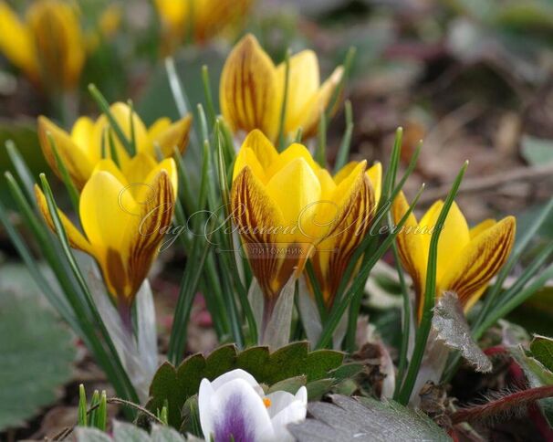 Крокус Фускотинктус (Crocus Fuscotinctus) — фото 5