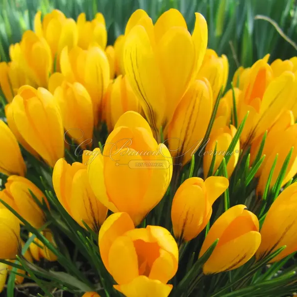 Крокус Фускотинктус (Crocus Fuscotinctus) — фото 7
