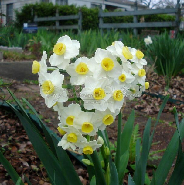 Нарцисс Аваланч (Narcissus Avalanche) — фото 2