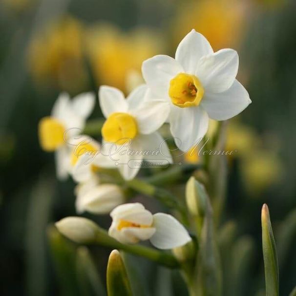Нарцисс Аваланч (Narcissus Avalanche) — фото 3
