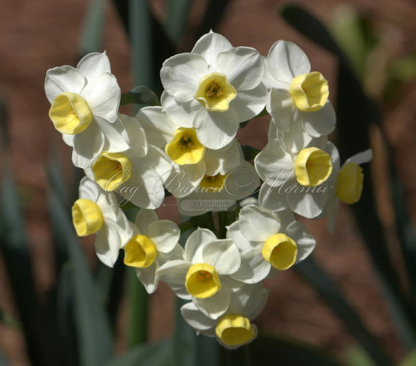 Нарцисс Аваланч (Narcissus Avalanche) — фото 4
