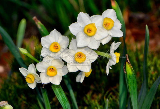 Нарцисс Аваланч (Narcissus Avalanche) — фото 5
