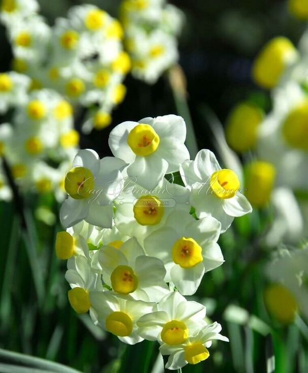 Нарцисс Аваланч (Narcissus Avalanche) — фото 6