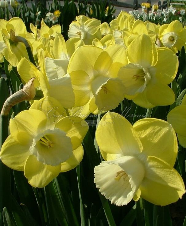 Нарцисс Авалон (Narcissus Avalon) — фото 4