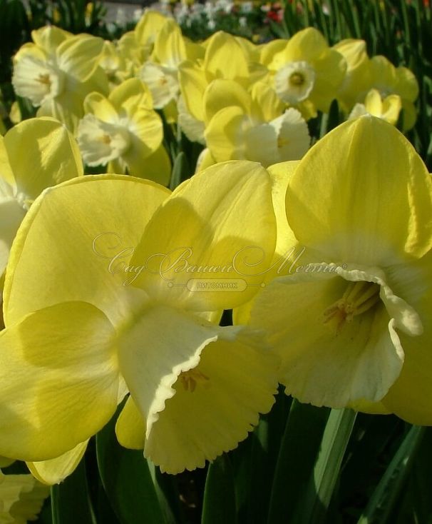 Нарцисс Авалон (Narcissus Avalon) — фото 5