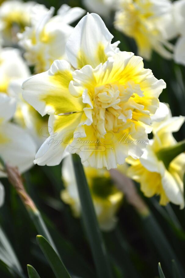 Нарцисс Айс Кинг (Narcissus Ice King) — фото 3