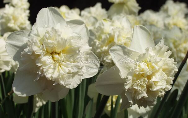 Нарцисс Айс Кинг (Narcissus Ice King) — фото 5