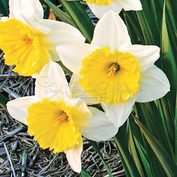 Нарцисс Айс Фоллиз (Narcissus Ice Follies) — фото 2