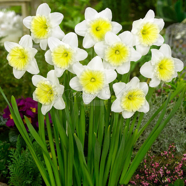 Нарцисс Айс Фоллиз (Narcissus Ice Follies) — фото 4