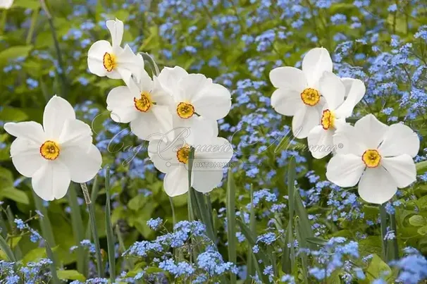 Нарцисс Актея (Narcissus Actaea) — фото 2