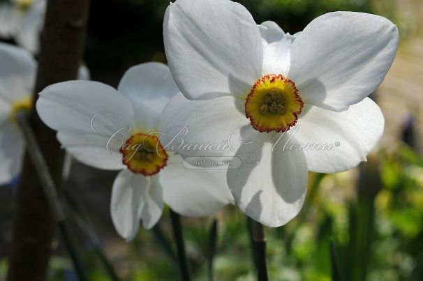 Нарцисс Актея (Narcissus Actaea) — фото 4