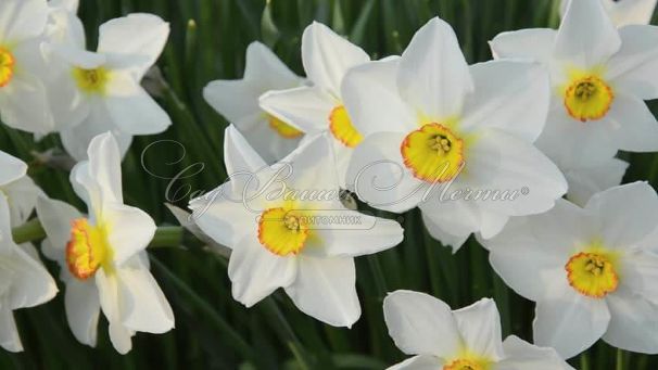 Нарцисс Актея (Narcissus Actaea) — фото 6