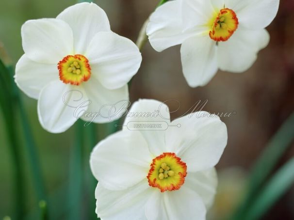 Нарцисс Актея (Narcissus Actaea) — фото 7