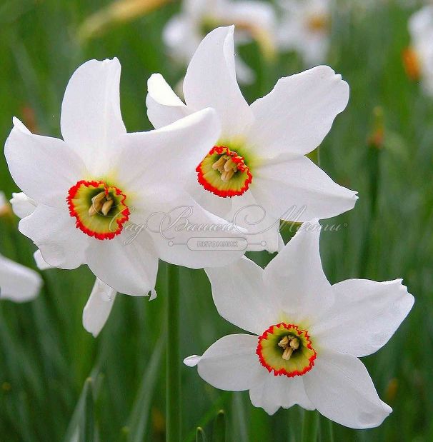 Нарцисс Актея (Narcissus Actaea) — фото 8