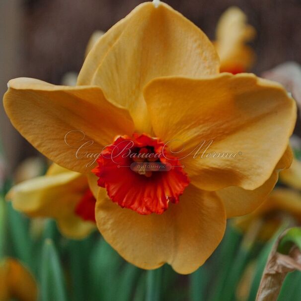 Нарцисс Альтруист (Narcissus Altruist) — фото 2