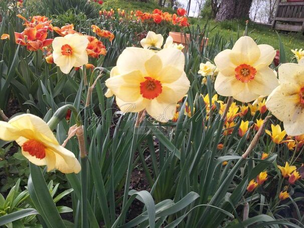 Нарцисс Альтруист (Narcissus Altruist) — фото 3