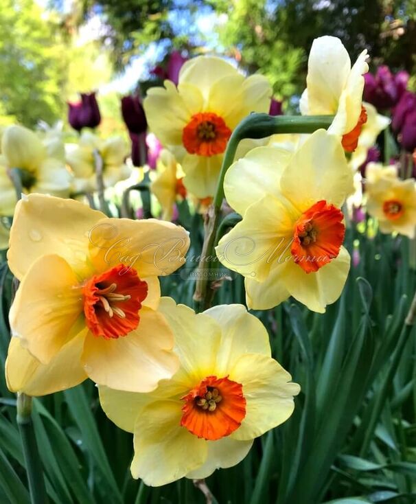 Нарцисс Альтруист (Narcissus Altruist) — фото 5