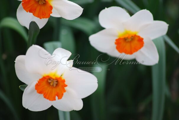 Нарцисс Баррет Браунинг (Narcissus Barrett Browning) — фото 2