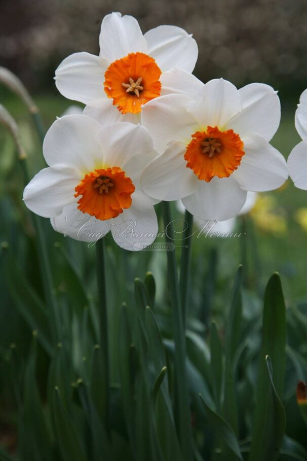 Нарцисс Баррет Браунинг (Narcissus Barrett Browning) — фото 3