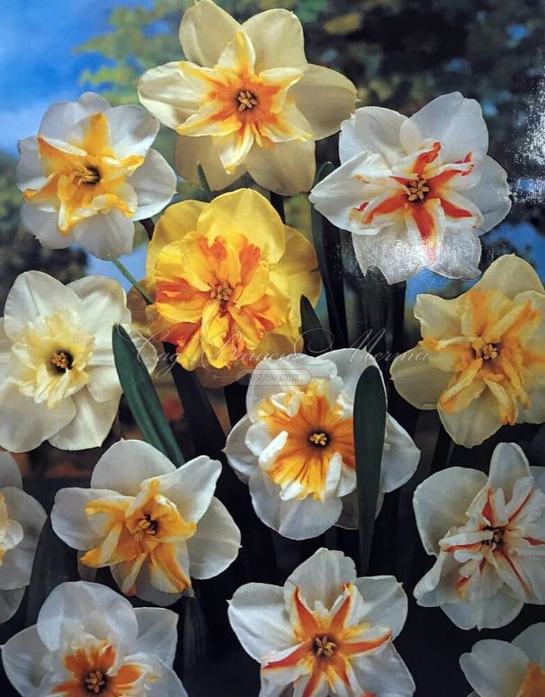 Нарцисс Баттерфлай Микс (Narcissus Butterfly Mix) — фото 5