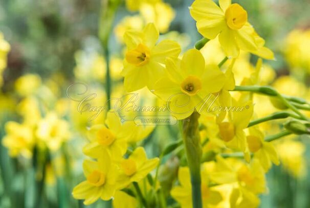 Нарцисс Бейби Бумер (Narcissus Baby Boomer) — фото 3